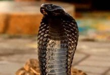 Snake Deities Await Worship: Discover the Rituals and Significance of Nag Panchami