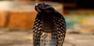 Nagpanchami 2022: Nagpanchami Muhurta, Nagpanchami worship method, Nagpanchami donation and bath