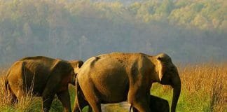 World Elephant Day : PM Modi expresses happiness on rise in the number of elephant