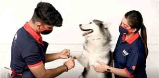 National Dog Day : Zigly organizes FREE Anti Rabies Vaccine drive across their experience centres