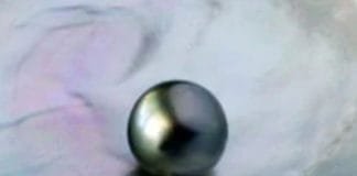 Black Pearl: Provides freedom from the wrath of Shani Rahu