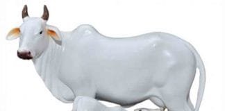 Vastu Shastra: Kamdhenu should be placed in the direction of the cow statue