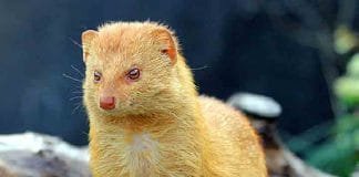 जानें क्या हैं भगवान विष्णु और नेवले का सम्बन्ध – नेवले से कैसे हो सकते हैं अनिष्ट दूर courtesy from Wikipedia