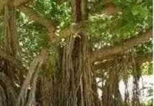 know all about banyan tree