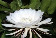 How Brahmakamal removes all your evil