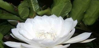 जाने ब्रह्मकमल कैसे करता हैं आपके सभी अनिष्ट दूर