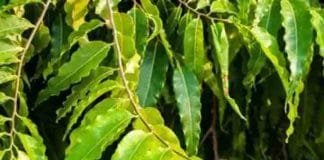 According to the scriptures, do this remedy with Ashoka leaves – miracles will happen Ashoka leaves miracle, Ashoka leaves remove planetary defects, Ashoka leaves fill happiness and peace, about Ashoka leaves, Ashoka leaves remove obstacles in marriage, Ashoka leaves remove vastu defects