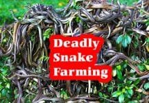 Snake Farming Why dangerous snakes like cobra, python, viper, rattle are cultivated deadly snake farming