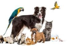 If pet is kept in the house, then tax will have to be paid, otherwise a heavy fine will be imposed