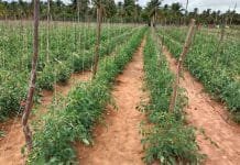 Drip Fertigation: The Future of Crop Yield and Farmer Prosperity About Drip Fertigation, Drip Fertigation Crop, Drip Fertigation Yield