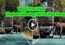 Elephant Collecting Toll Tax from Trucks: Watch Viral Video Elephant Collecting Toll Tax from Trucks Watch Viral Video