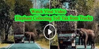 Elephant Collecting Toll Tax from Trucks: Watch Viral Video Elephant Collecting Toll Tax from Trucks Watch Viral Video