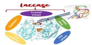 Substrate promiscuity of fungi generated enzyme Laccase shows potential in degrading industrial dye effluents Laccase enzyme