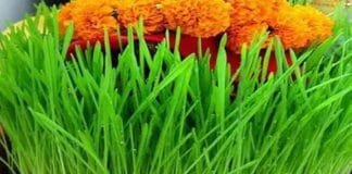 Barley Sprouts Sown During Kalash Sthapana Indicate Auspicious and Inauspicious Signs