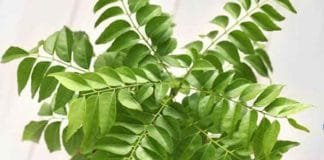 Control Your Blood Sugar and Cholesterol with Curry Leaves for Better Weight Management Curry leaves