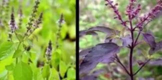 Ram Tulsi vs Shyama Tulsi : Their Differences and Benefits Rama Tulsi, Shyama Tulsi, Rama Shyama Tulsi