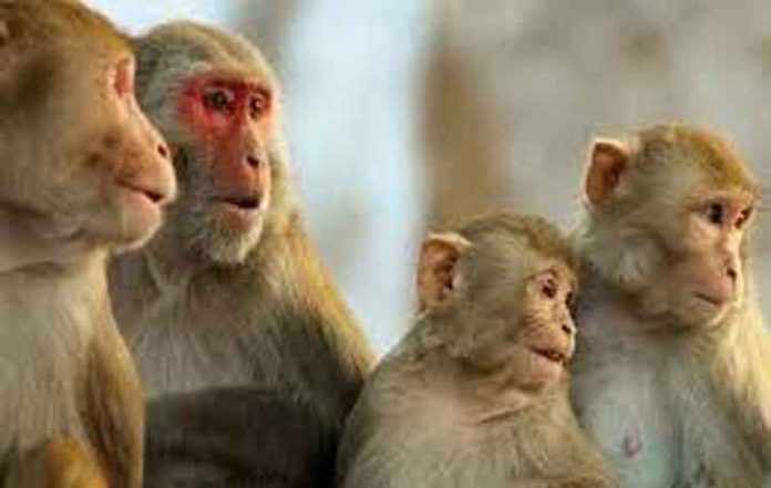 Sri Lanka scraps proposal to export monkeys to China