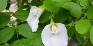 Astrological remedies of Shankhpushpi : How to Use Shankhpushpi Root to Improve Your Financial Condition