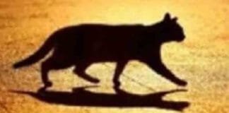 Good Luck or Bad Omen? Decoding the Symbolism of Cat Crossings