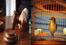 The Government all Set to Ban on Keeping Birds as Pets Government Imposes Ban on Keeping Indian Birds as Pets