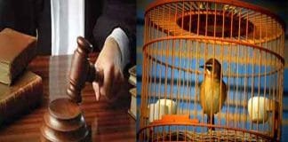 The Government all Set to Ban on Keeping Birds as Pets Government Imposes Ban on Keeping Indian Birds as Pets