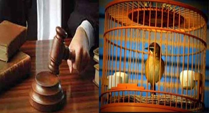Government Imposes Ban on Keeping Indian Birds as Pets