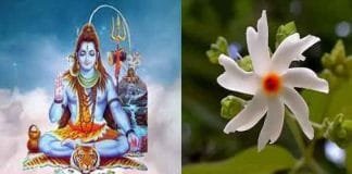 Flowers Beloved by Lord Bholenath: Offering Divine Devotion Through Blossoms Lord Bholenath's favorite flowers