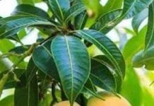 Vastu Remedies of Mango Leaves: Unlocking Success in Every Endeavor Mango leaves in Vastu Shastra