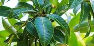 Vastu Remedies of Mango Leaves: Unlocking Success in Every Endeavor Mango leaves in Vastu Shastra