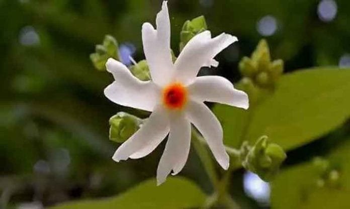 Discover the Power of Harsingar Flowers in Ancient Rituals and Remedies Discover the Power of Harsingar Flowers in Ancient Rituals and Remedies