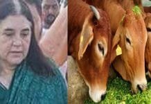 Maneka Gandhi’s Claims Against ISKCON : Unveiling the Controversy Maneka Gandhi’s Claims Against ISKCON