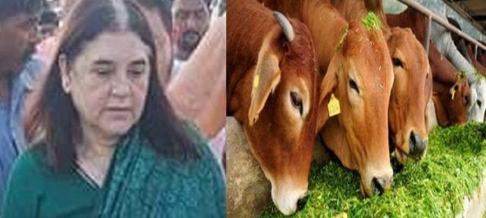 Maneka-Gandhi-Claims-Agains Maneka Gandhi’s Claims Against ISKCON
