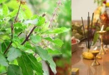 Elevate Your Spiritual Game: The Ultimate Friendly Guide to Mastering Tulsi Rituals During Pitru Paksha Using Tulsi During Pitru Paksha for Spiritual Prosperity
