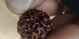 Rudraksha Beads from India Gain Spiritual and Wellness Spotlight in Switzerland, Demand Soars Original One Mukhi Rudraksha