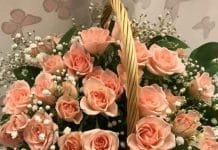 Caring for Your Roses – A Beginner’s Bible Caring for Your - A Beginner's Bible