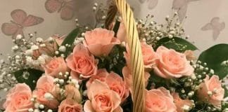 Caring for Your Roses – A Beginner’s Bible Caring for Your - A Beginner's Bible