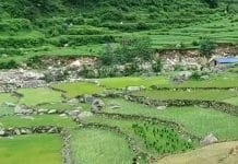 Cultivate Foreign Crops in the Himalayan Region – Government Will Help Foreign Crops in the Himalayan