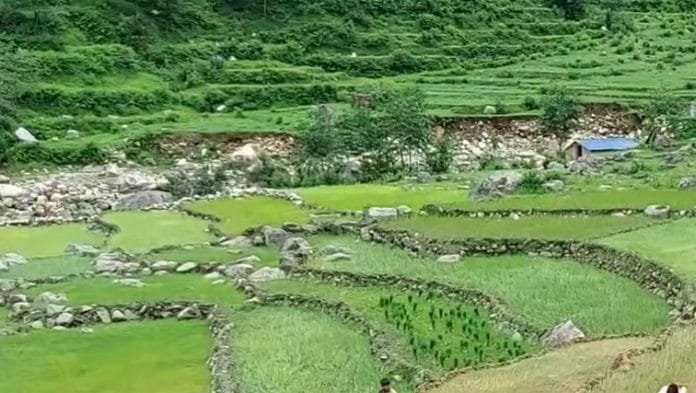 Foreign Crops in the Himalayan