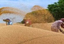 Afghanistan Stops Wheat Imports from Pakistan Amid Rising Tensions and Supply Concerns wheat