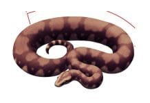 IIT Roorkee Researchers Unveil Ancient Giant Snake Fossil: Vasuki Indicus Ancient Giant Snake Fossil