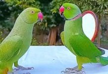 Is keeping a parrot auspicious or inauspicious? Discover the truth parrot auspicious or inauspicious
