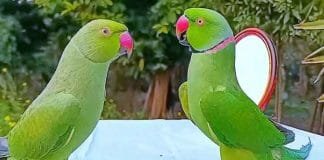 Is keeping a parrot auspicious or inauspicious? Discover the truth parrot auspicious or inauspicious