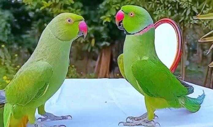 parrot auspicious or inauspicious