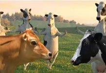 Chhattisgarh enforces strict rules to curb cow smuggling Cow