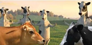 Chhattisgarh enforces strict rules to curb cow smuggling Cow