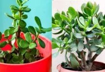 Jade Plant Vastu Guide: Where to Place and Where to Avoid for Maximum Benefits Jade Plant Vastu shastra