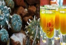 Mescaline: The Psychedelic Drug Making Waves in Delhi’s Party Scene Mescaline Surfaces in Delhi
