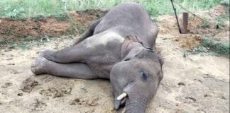 Death of ten elephants in madhya pradesh causes major concern: Investigation underway in bandhavgarh tiger reserve Death of Ten Elephants in Madhya Pradesh Causes Major Concern