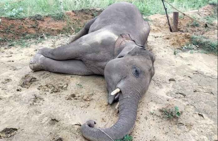 Death of Ten Elephants in Madhya Pradesh Causes Major Concern