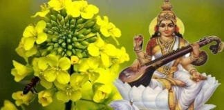Boost Your Child’s Concentration and Intelligence with This Proven Remedy on Basant Panchami 2025 Basant Panchami 2025